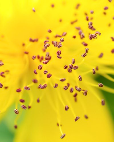 closeup of yellow flower bloom with purple pollen stamen