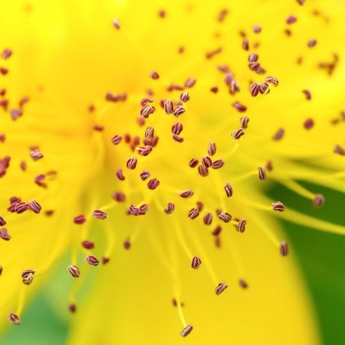closeup of yellow flower bloom with purple pollen stamen